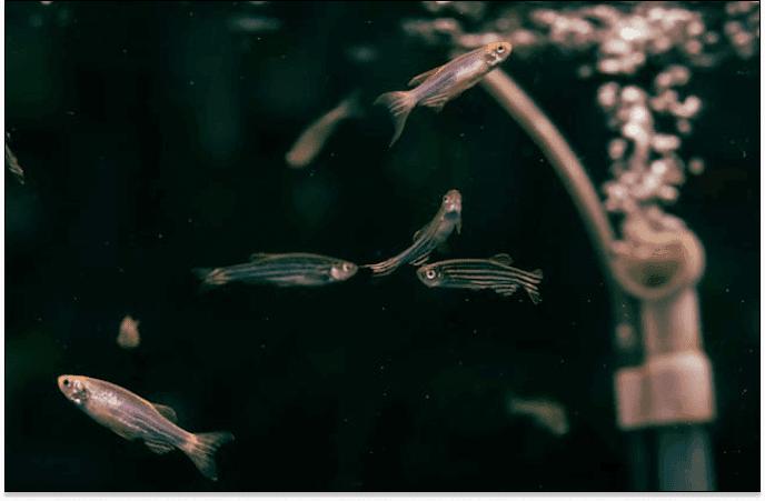 Discover how zebrafish are helping researchers uncover the rapid-acting antidepressant effects of ketamine.