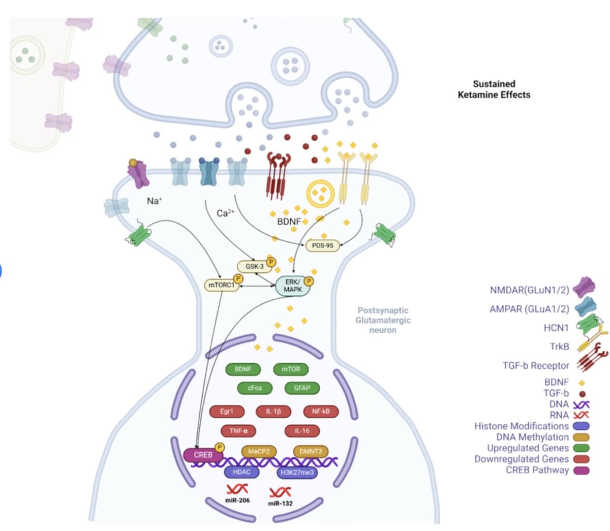 Neural network illustration showing ketamine's molecular effects on the brain