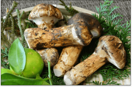 matsutake