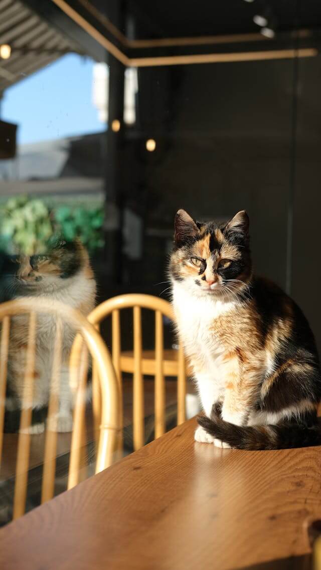 Pexels esra afsar 123882149 30411707 1)