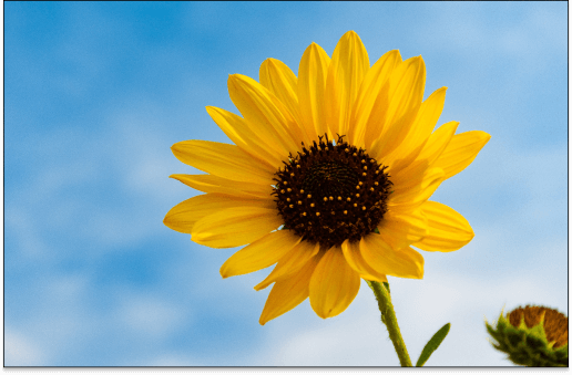 Is Ashwagandha Good for Anxiety? What the Evidence Says